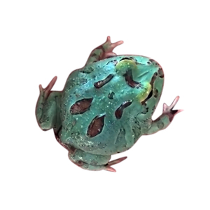 蓝色系变异蓝薄荷角蛙活体活物爬宠两栖宠物蛙精品蓝薄荷