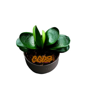 猫耳朵圆b头短叶君子兰苗水晶虎头麻脸霸王龙国宝级微短球拍珍珠