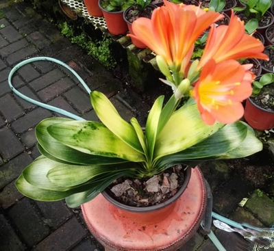 彩叶君子兰盆栽《佛光普照》君子兰花苗室内花卉君子z兰苗兰花苗