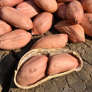 新大花生带壳种子米仁生超大颗粒山东农家晒干精选