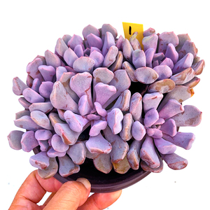 丘比特多肉植物紫色大群生老桩一物一拍特玉莲戴比向阳派园艺