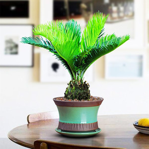 铁树盆栽树苗苏铁小盆景室内阳台花卉四季常青办公室绿植好养易活