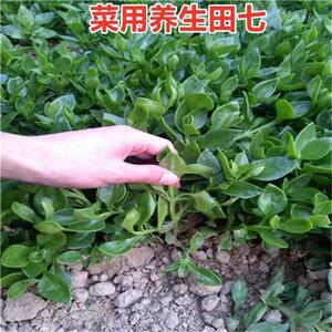田七苗盆栽