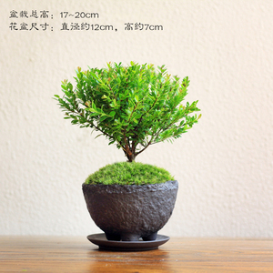 小叶赤楠盆景盆栽金丝q楠木微型迷你植物茶几窗台阳台四季常青绿