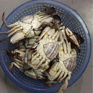 45元一斤现捕深海大母梭子蟹四到六两拍满三斤顺丰包邮收到不包活