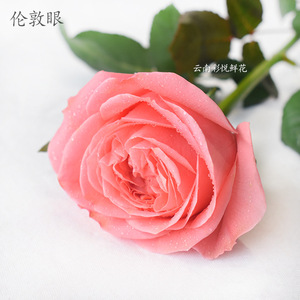 【伦敦眼】云南基地 鲜切花 粉色玫瑰花 婚庆装饰 节日鲜花