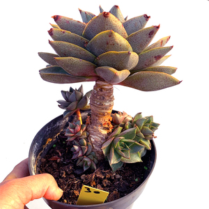 大和锦植粗神酒老桩一物一拍多肉合物大株向阳派多肉园艺