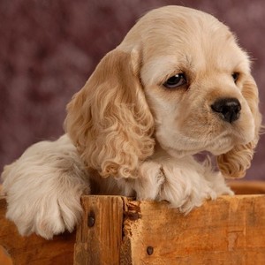 可卡犬纯种英卡幼犬美卡狗黄黑花色可卡猎犬卷毛狗活体宠物可卡狗