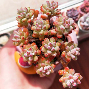 新品蓝豆多肉老桩多头群生香味粉豆状态好多肉植物室内名贵多肉肉