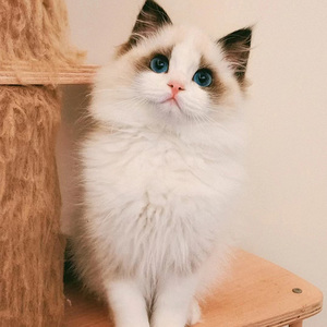 布偶猫幼猫纯种仙女猫赛级血统海双蓝双火焰重点色宠物小猫咪活体