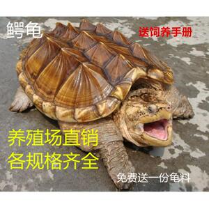 大鳄龟苗活体鳄鱼龟纯佛佛鳄刺鳄钓鱼龟乌龟食用鳄龟观赏特价出售