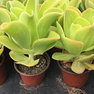 多肉植物柠檬王子多肉老t桩柠檬卷多肉老桩群生多头超大特大昆明