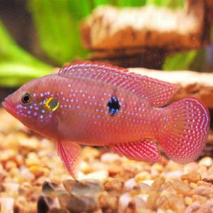 热带鱼红钻