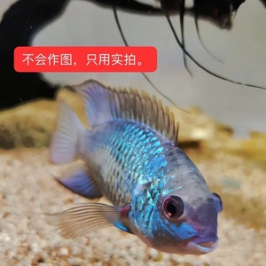 湛蓝宝石红钻石三湖慈鲷食土鲷鱼苗观赏鱼淡水热带热带鱼公母一对