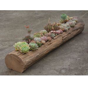 木头花盆多肉大口径创意盆栽盆景花盆长方形木桩原生态树根枯木槽