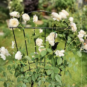k爬墙花藤架太爬花架月季网格铁丝蔷薇造型阳山虎v半拱门鲜花架子