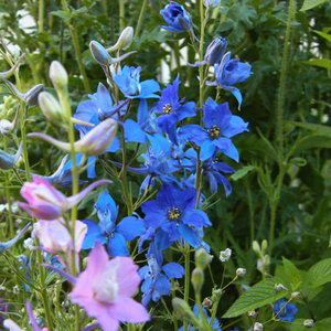 千鸟草小花飞燕草花种子籽耐寒庭院野花阳台盆栽四季蓝色易种春播