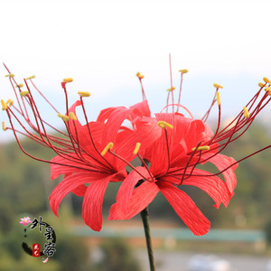 皱纹纸彼岸花手工材料包套u餐dy制作材料全套休闲曼珠沙华手工课