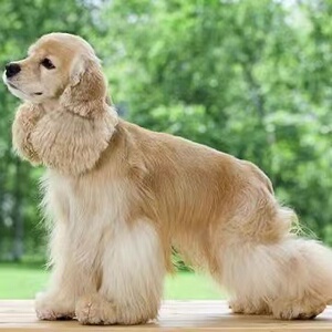 网红纯种可卡犬英国可卡双色美国可卡犬黑色可卡犬幼犬宠物狗活体