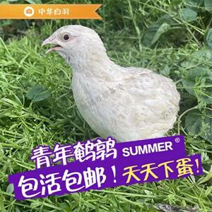 白羽鹌鹑中华白羽鹌鹑鸟活体巨型下蛋青年白羽沙维鹌鹑活苗繁殖鸡