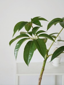 【日本大叶伞植物大】日本大叶伞植物大品牌,价格 - 阿里巴巴