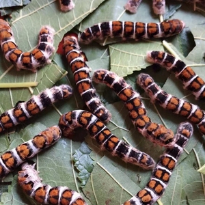 稀有杂交蚕黑茶斑 黑虎 三龄 四龄 五龄 抗病强 吃货猛 容易养.