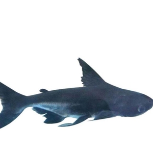 成吉思汗鲨虎头鲨白化鲨大白鲨蓝鲨海水鲨鱼大型热带观赏鱼送饲料