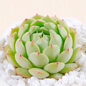 史密斯多肉植物办公室p内桌面绿植萌肉肉组合盆栽花卉绿植上海大