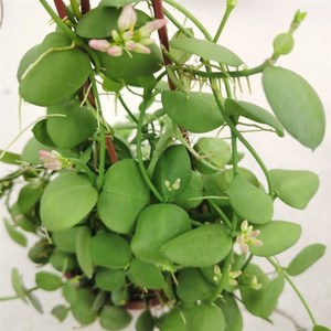 玉荷包吊兰