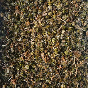 新菹养种籽麦黄草种子p殖藻石芽鱼缸造景小龙虾草虾水草增氧植物