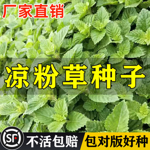 凉粉草种子特菜仙人冻仙草尖萼鱼黄草阳台蔬菜庭院四季播种种籽