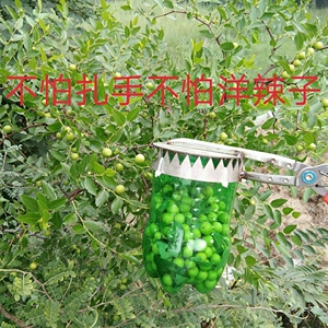 摘野酸枣神器摘枣神器采摘柏树籽新型快速防扎手采果器工具