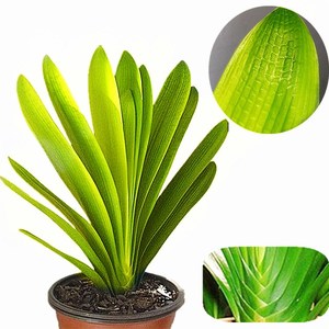 【黄体君子兰】黄体君子兰品牌,价格 - 阿里巴巴