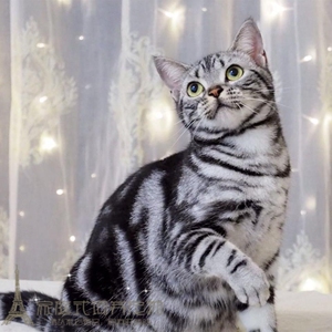 【美国银虎斑猫纯种】美国银虎斑猫纯种品牌,价格 - 阿里巴巴