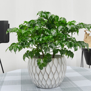 小福贵幸福树吸甲醛绿植室内办公室桌面l小盆栽客厅四季观叶植物