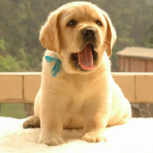 大型拉布拉多犬