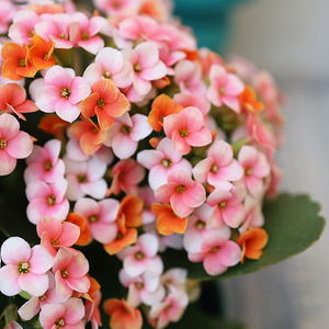 花城町园艺长寿花单瓣梦幻室内阳台新手植物送礼窗台花卉四季开