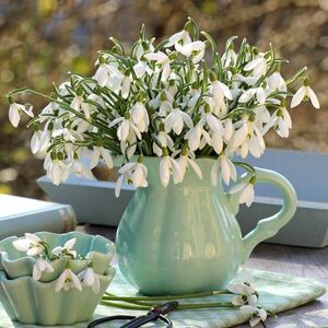 滴花雪片莲种球根进口耐寒雪滴花多年生耐寒当年开花盆栽庭院阳台