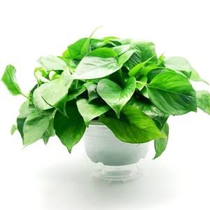 室内非常容易观叶植物花卉桌面带盆栽好水培o绿萝绿箩吊兰绿行绿