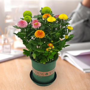 大盆乒乓菊盆栽带花盆四季开花菊花带花苞好养活室内阳台绿植花卉