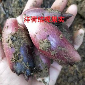 贵州老品种洋荷srj姜根阳荷种苗荷新野鲜生蔬菜笋洋霍洋茗荷自种