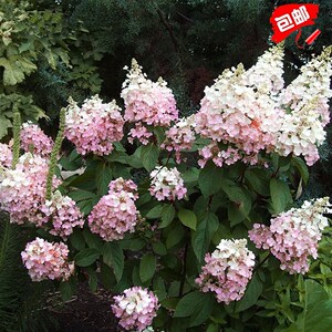 粉色精灵花园蕾丝圆锥绣球花苗木耐热耐寒阳x台庭院植盆栽