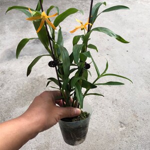 黄火鸟春石斛兰 n趣味盆栽 开花带香气 找店主拿图确认