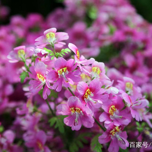 蛾蝶花种子四季易种易活室内外四季盆栽植物花籽花卉花草景观花海