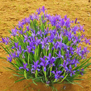 马兰花盆栽花