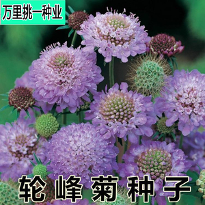 轮峰菊花 花卉种子 四季播春秋冬播室内盆栽易种小型植物 紫盆花