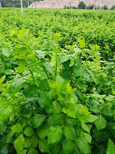 苦刺心野菜三叶五加白刺尖叶新鲜勒菜酒楼特色菜产地直销