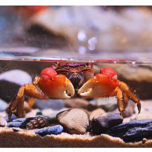 相手蟹淡水蟹宠物蟹迷你宠物活物 小型 迷你观赏螃蟹淡水爬宠活物