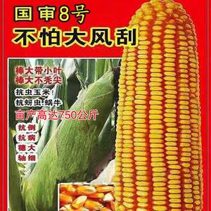 高产大棒杂交玉米种子大全苞米种子南方新品种矮杆抗倒伏抗虫