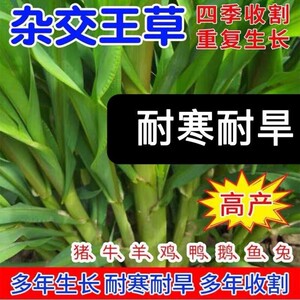 养牛草种多年生